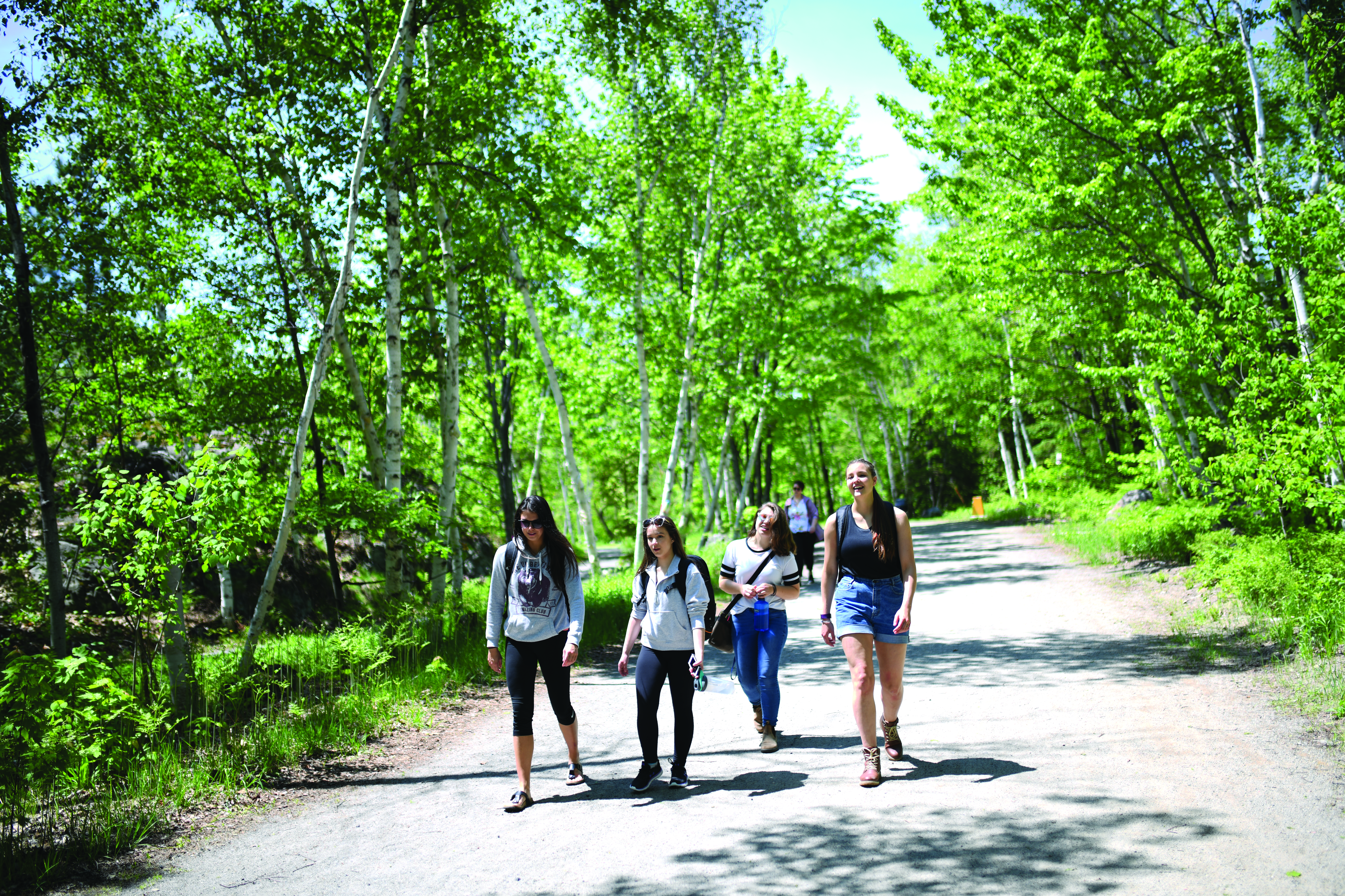 A group of four students walking and chatting along a wide, sunlit trail surrounded by lush green birch trees on the Laurentian University campus grounds.