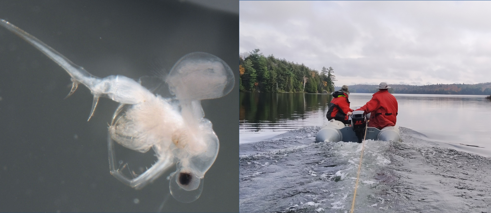 A side-by-side composite photo: the left panel shows a close-up microscopic view of a clear, translucent spiny water flea with its long barbed tail spine; the right panel shows two researchers in bright red coats operating a small motorized boat across a tree-lined lake.